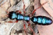 Blue Ant (Diamma bicolor)